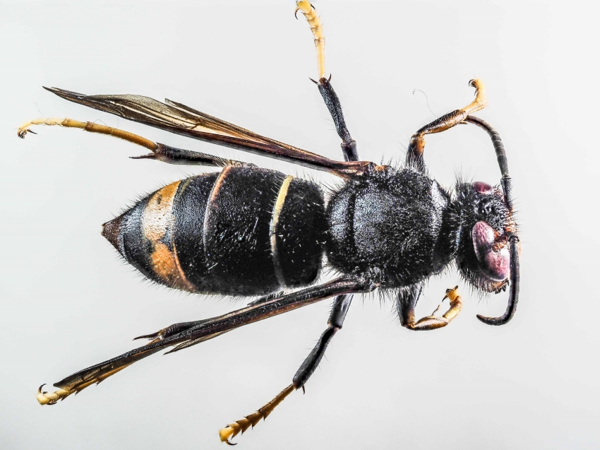 Asiatische Hornisse aus Engelburg SG